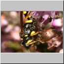 Mellinus arvensis - Kotwespe w26g mit Fliege.jpg